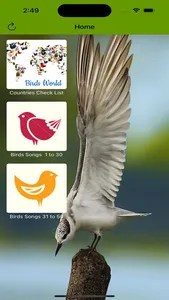 Common Birds Songs screenshot 0