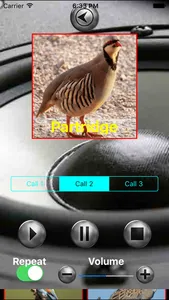 Birds Mimic screenshot 2