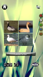 Duck Master: Duck ID Quiz Game screenshot 2