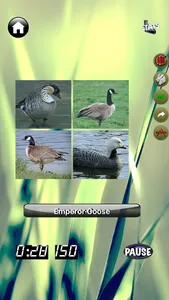 Duck Master: Duck ID Quiz Game screenshot 6