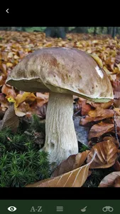 Pilze Sammeln + Bestimmen screenshot 8