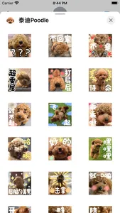 泰迪Poodle screenshot 1