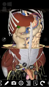 3Dissect Abdomen screenshot 2