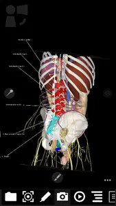 3Dissect Abdomen screenshot 5