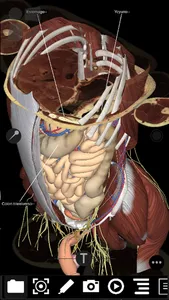 3Dissect Abdomen screenshot 6