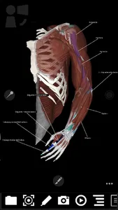 3Dissect Upper Limb screenshot 0