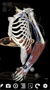 3Dissect Upper Limb screenshot 1