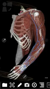 3Dissect Upper Limb screenshot 4