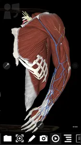 3Dissect Upper Limb screenshot 5