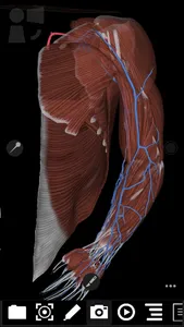 3Dissect Upper Limb screenshot 6