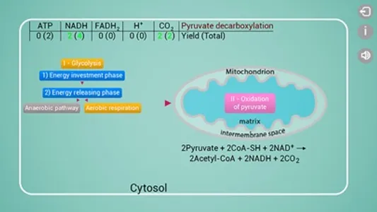 Biomolecules: Cell respiration screenshot 1