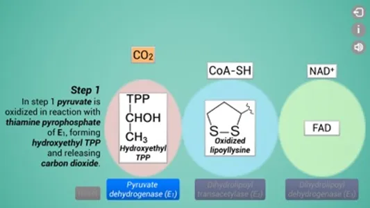 Biomolecules: Cell respiration screenshot 3