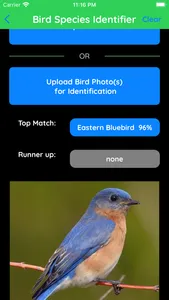 Bird Species Identifier screenshot 2