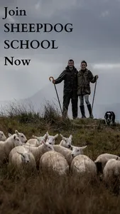 Sheepdog School screenshot 4