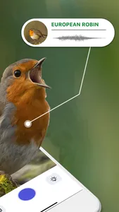 Bird Sounds Identifier Call ID screenshot 1