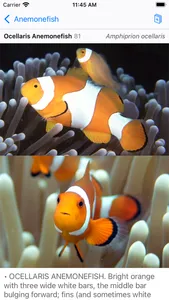 Philippines Fish ID screenshot 0