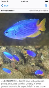 Philippines Fish ID screenshot 5