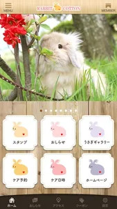 RABBIT COTTON screenshot 1