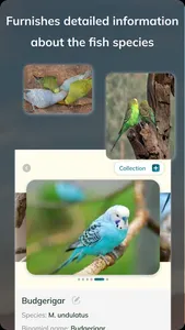 Bird Detect screenshot 3