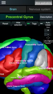 Brain and nerves (Anatomy) screenshot 2