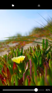 Vivid Photo Editor screenshot 0