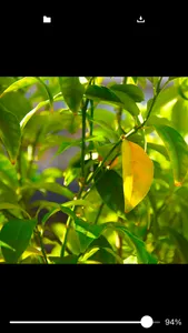 Vivid Photo Editor screenshot 2