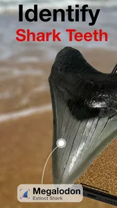 BeachBop® screenshot 0