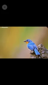 AInpainter - Remove objects screenshot 7