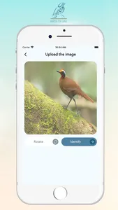 Birds Of UAE screenshot 1