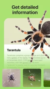 Bug Identifier: Insect, Spider screenshot 2