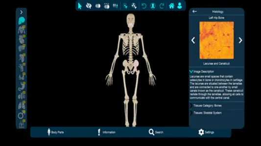 Vesalii Anatomy Student screenshot 3
