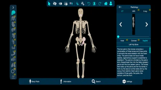 Vesalii Anatomy Student screenshot 4