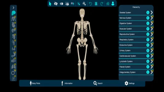 Vesalii Anatomy Student screenshot 5