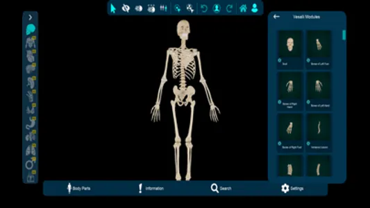 Vesalii Anatomy Student screenshot 6
