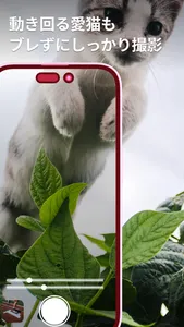 ハイスピードカメラ- 高速な動きも見逃さない screenshot 0