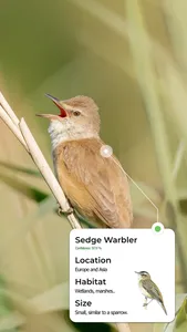 Bird Identifier: Picture sound screenshot 1
