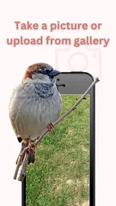 Bird Identifier - Bird+ screenshot 1