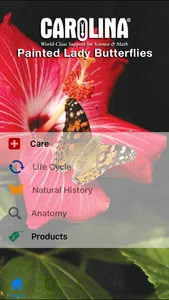 Painted Lady Butterflies Lite screenshot 0