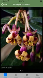 Flowering Plants of Tasmania screenshot 7