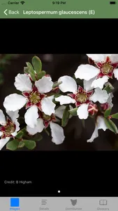 Flowering Plants of Tasmania screenshot 8