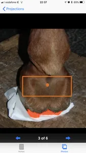 Equine Radiography screenshot 4