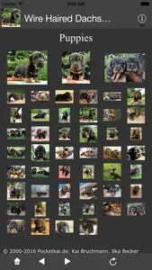 Wire Haired Dachshund screenshot 1