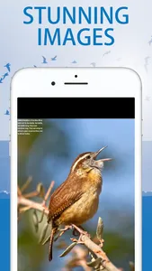 BirdWatching screenshot 1