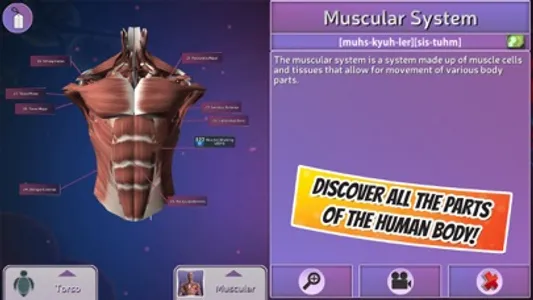 Popar Human Anatomy screenshot 4