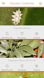 Gipcitricos IVIA screenshot 3