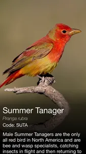 Daily Bird - the beautiful bird a day calendar app screenshot 3