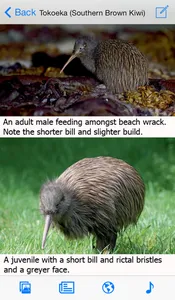 Birds of New Zealand LITE screenshot 0