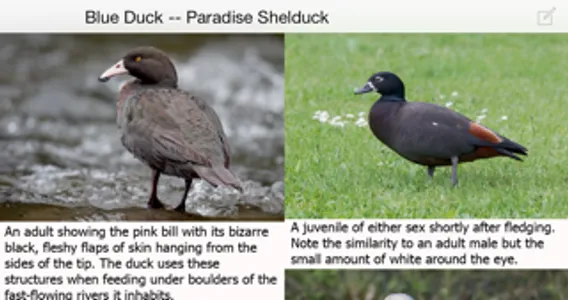 Birds of New Zealand LITE screenshot 4