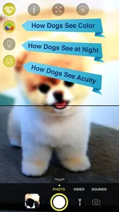 Dog Vision HD screenshot 1