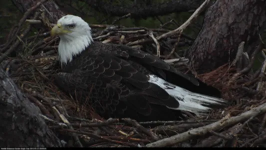 Bald Eagle Cams screenshot 0